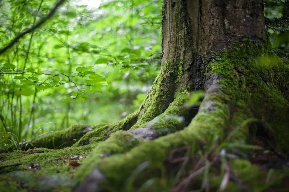 28. alkalommal nyílt meg az Erdők Hete rendezvénysorozat