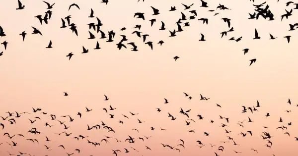 Rendkívüli évet zárt a hazai természetvédelem