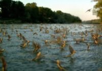 Február 1-je a Tisza Élővilágának Emléknapja