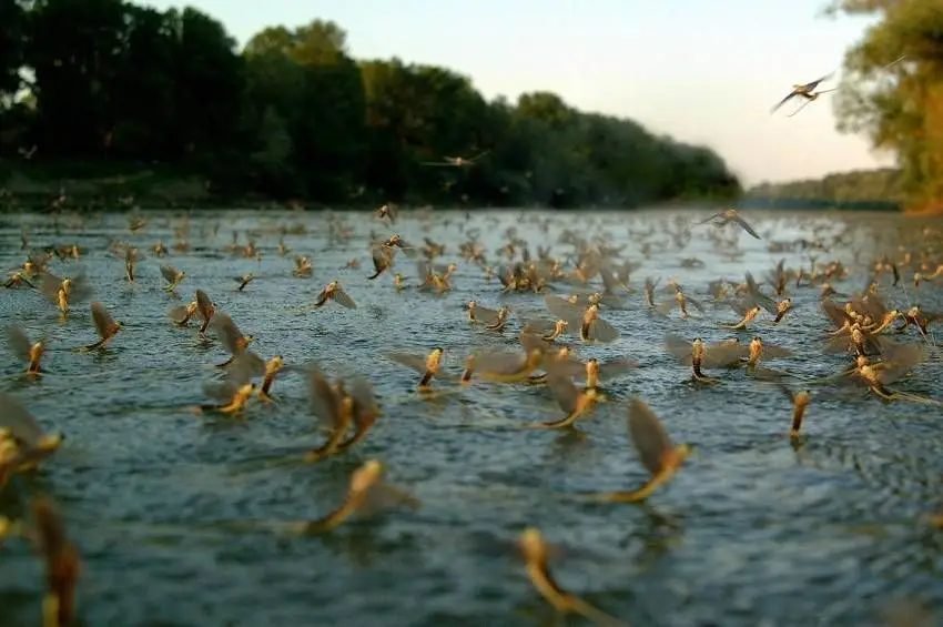 Február 1-je a Tisza Élővilágának Emléknapja