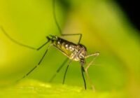 Szerda délután földi kémiai szúnyoggyérítés lesz Szolnokon